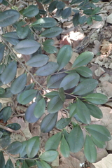 Diospyros ferrea