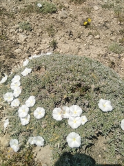 Convolvulus boissieri compactus