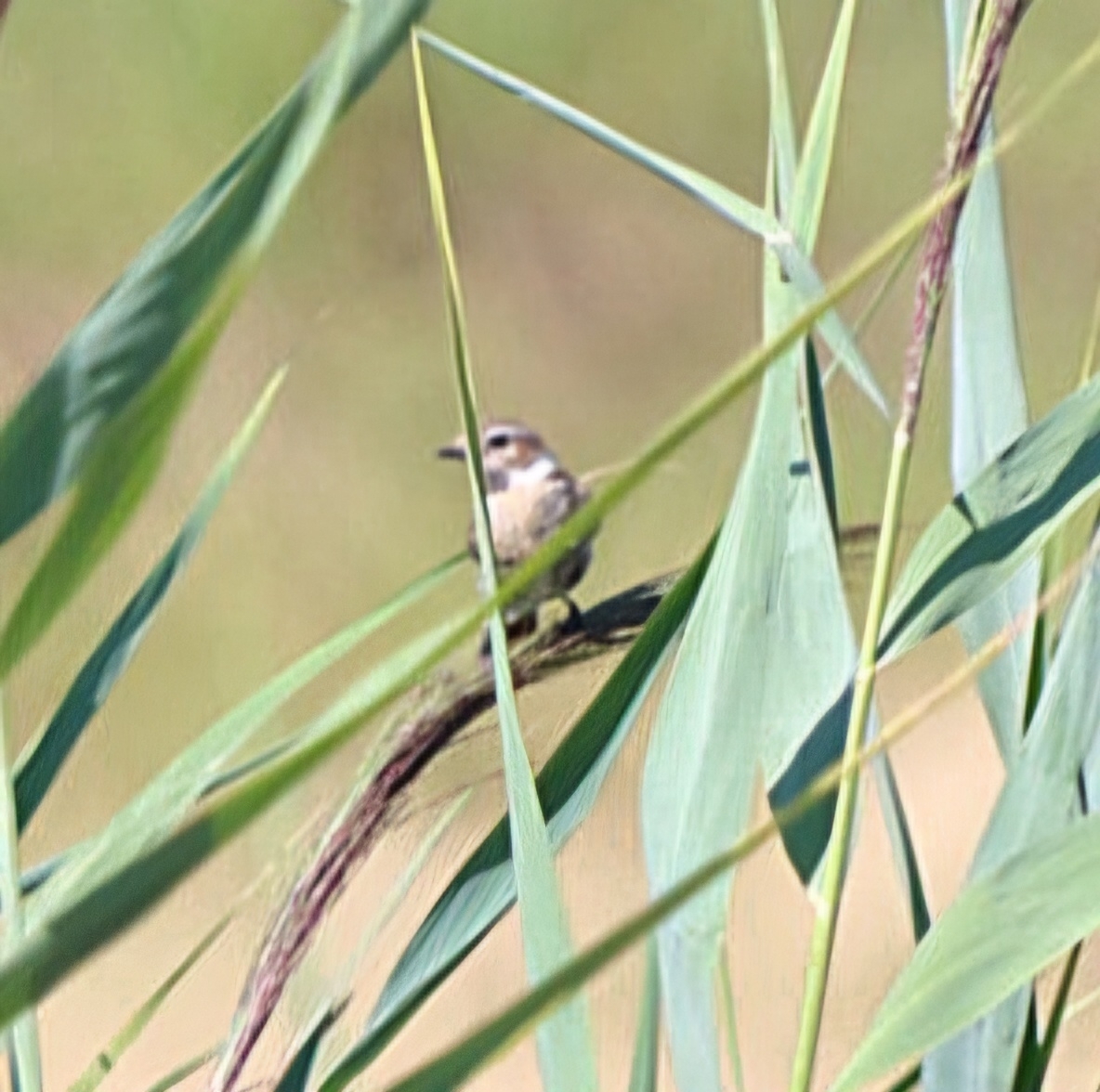 European Stonechat