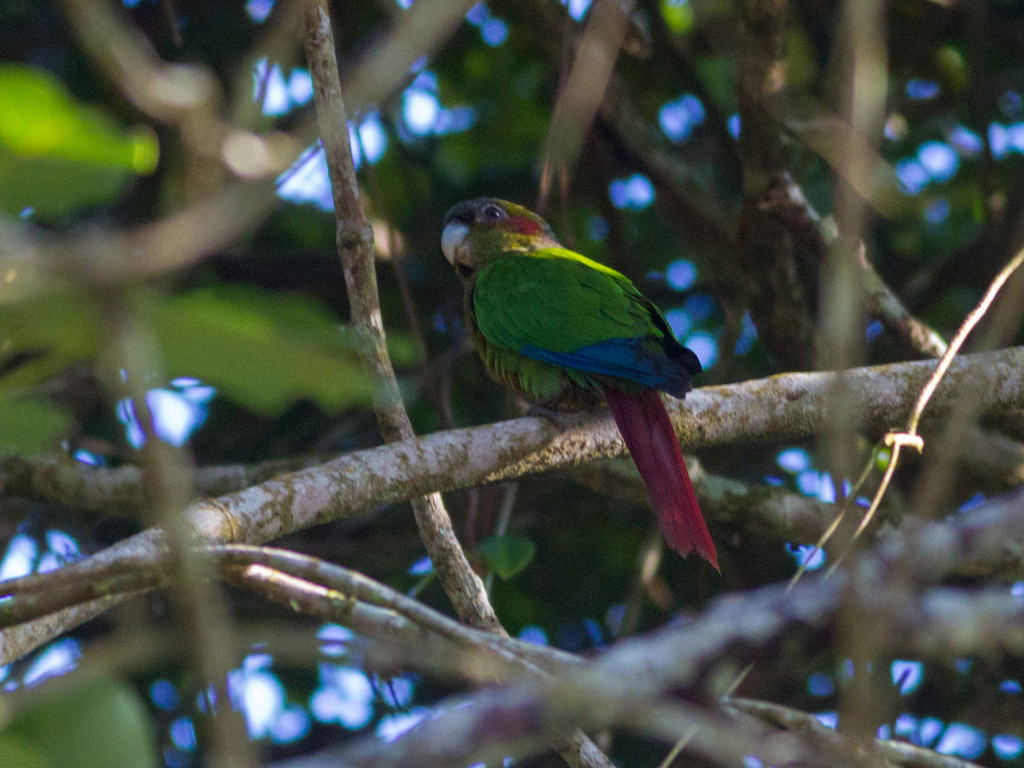 Red-eared Parakeet photo