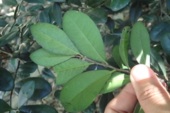 Diospyros ferrea