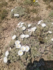 Convolvulus boissieri compactus