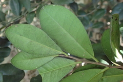Diospyros ferrea