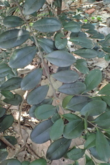 Diospyros ferrea