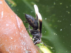 Parachartergus apicalis