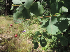 Rotheca