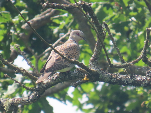 European Turtle Dove (Streptopelia turtur)