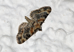 Eupithecia pulchellata