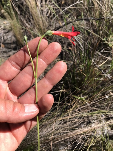 Calolisianthus pedunculatus (Calolisianthus pedunculatus)