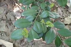 Diospyros ferrea
