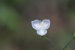 Tradescantieae