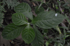 Tradescantieae