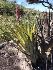 Aechmea phanerophlebia, photograph (c) william_hoyer, some rights reserved (CC BY)