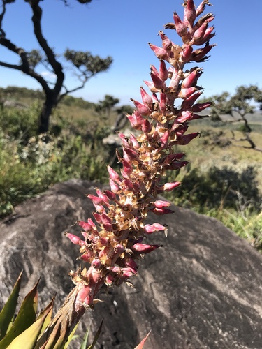 Aechmea phanerophlebia, photograph 3