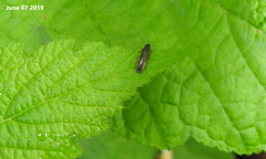 Melandryidae