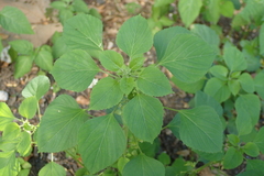 Acalypha indica indica