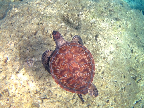 Loggerhead Sea Turtle
