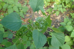 Acalypha indica indica
