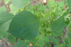 Acalypha indica indica