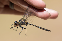 Somatochlora williamsoni