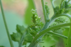 Acalypha indica indica