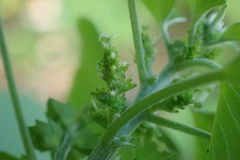 Acalypha indica indica