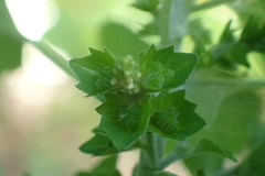 Acalypha indica indica