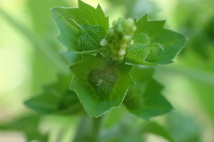 Acalypha indica indica