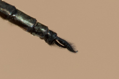 Somatochlora williamsoni