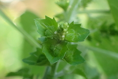 Acalypha indica indica