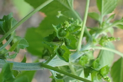 Acalypha indica indica
