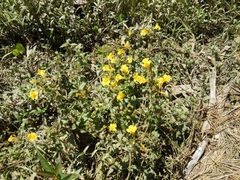 Erythranthe scouleri