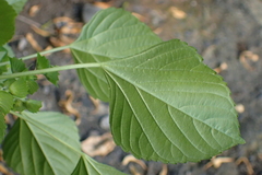 Acalypha indica indica