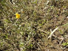 Erythranthe scouleri