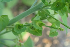 Acalypha indica indica