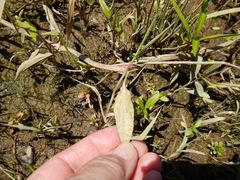 Erythranthe scouleri