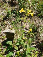 Erythranthe scouleri