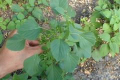 Acalypha indica indica