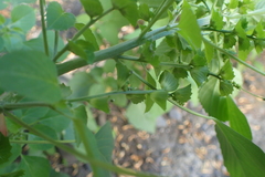 Acalypha indica indica