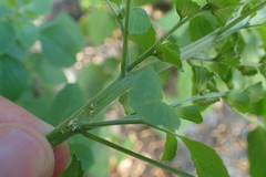 Acalypha indica indica
