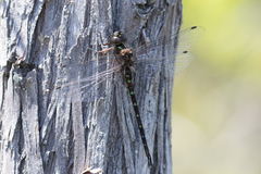 Gomphaeschna antilope
