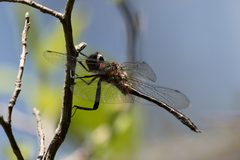 Dorocordulia lepida