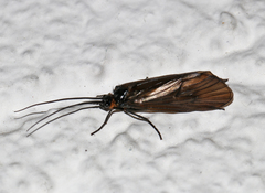 Oligotricha striata