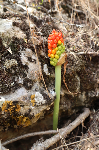 Arum korolkowii (Arum korolkowii)