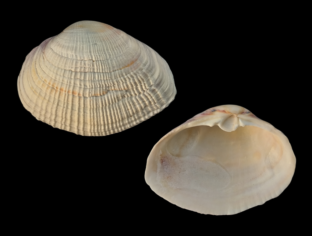 Rugose Mactra