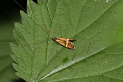 Nemophora degeerella