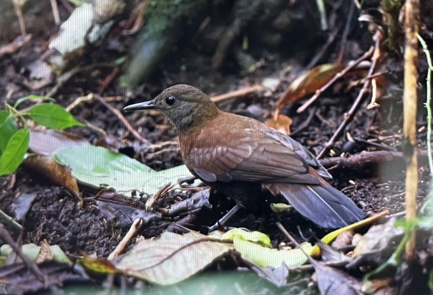 Grey-throated Leaftosser (Sclerurus albigularis), photo 8