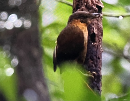 Fawn-throated Foliage-gleaner (Automolus cervinigularis), photo 9