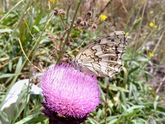 Melanargia larissa