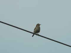 Anthus rubescens japonicus